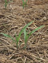 Success is like Agriculture.