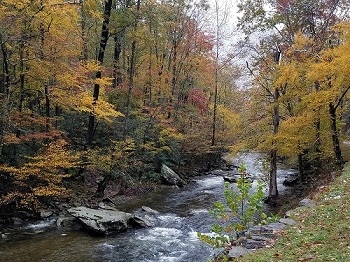 Edge of River in Middle of Fall