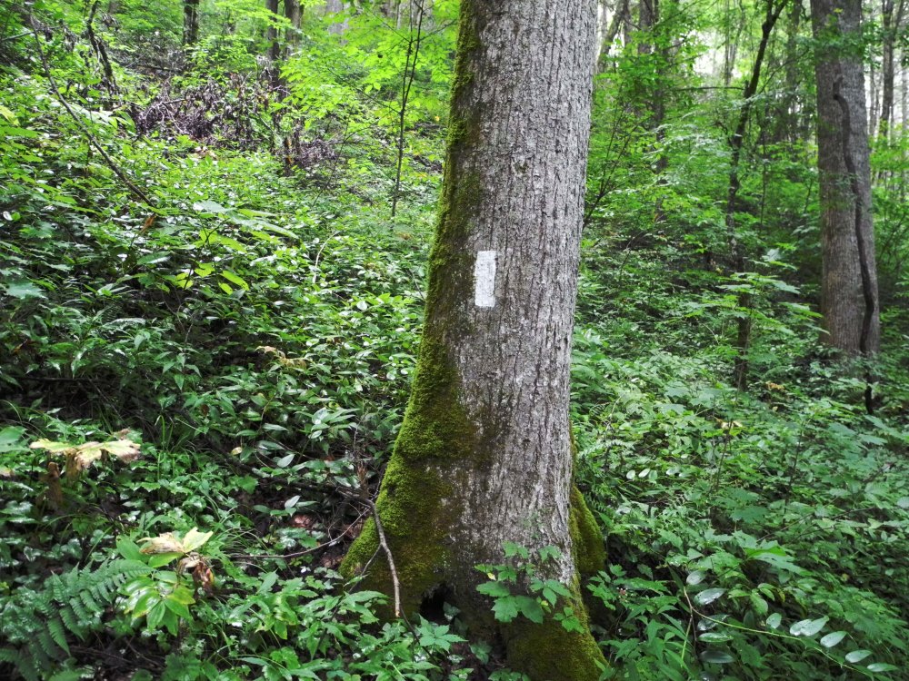 Appalachian Trail (4)