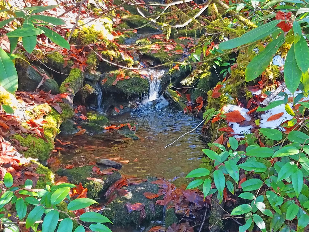 Stream along the trail.