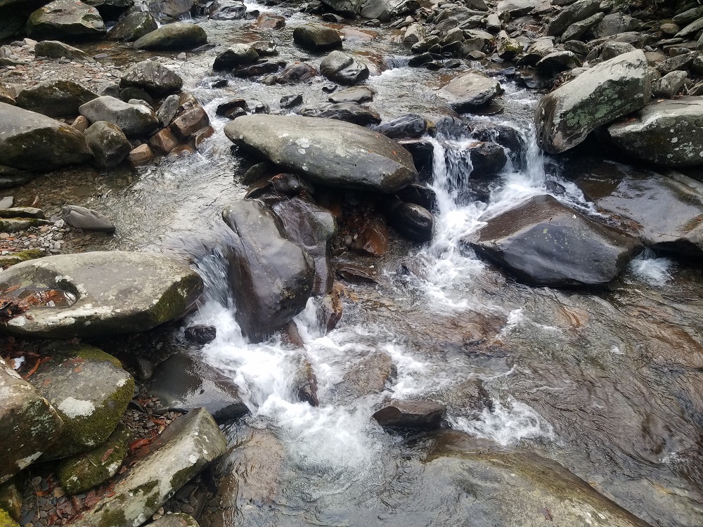 As seen on the Chimney Top Trail.