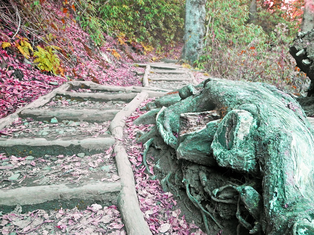 Weathered stump along the Chimney Tops Trail.